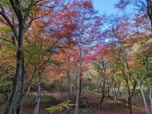 広島県三次市 子連れでも楽しめる 秋は紅葉 春は桜の名所 尾関山公園 リビング広島web