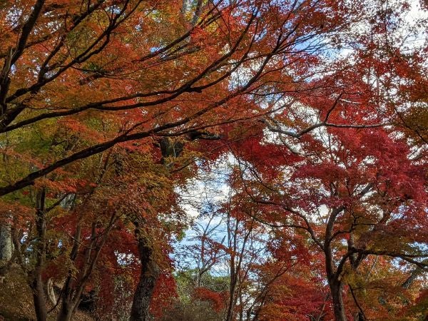 紅葉の秋を堪能 広島周辺のおすすめスポット4選 リビング広島web