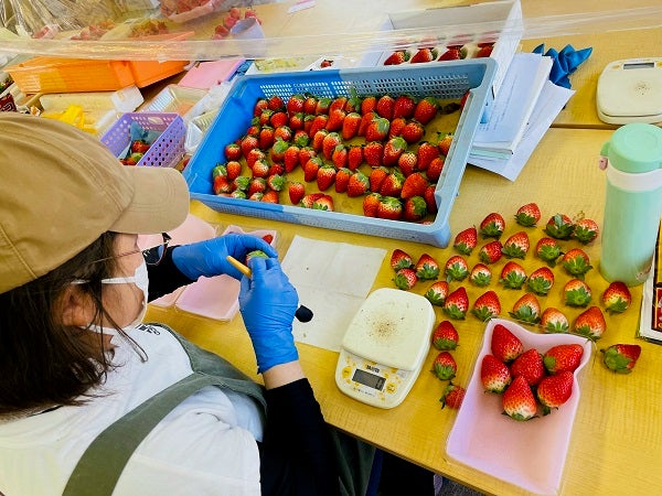 上三川町】女性生産者が作る絶品スカイベリー「あおき苺農園
