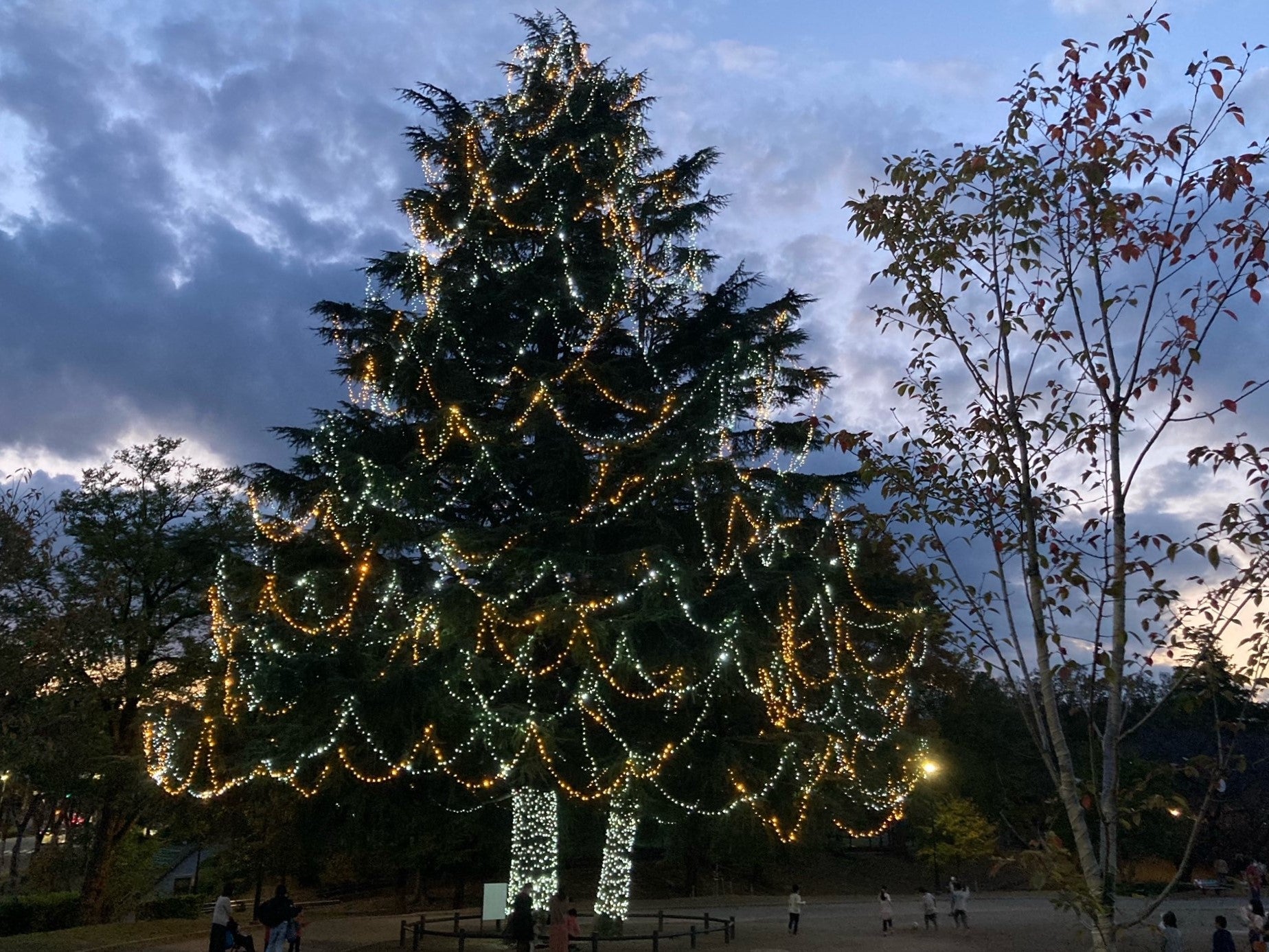 美しが丘公園 大きなツリーのイルミネーションが点灯 世界のteacupから リビング田園都市web