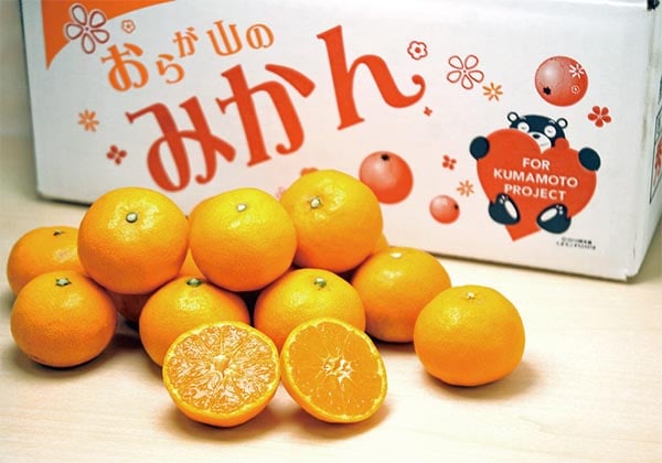 限定200箱 熊本農家直送「おらが山の小粒みかん」1箱1,998円