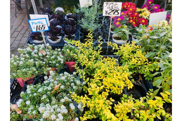 東小金井 冬こそ草花で彩りを オリーブガーデン で園芸を楽しもう リビングむさしのweb