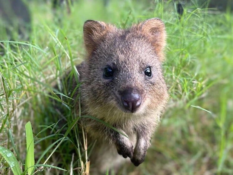 東松山 埼玉県こども動物自然公園でしか会えないクオッカ 体験メニューも リビング埼玉web