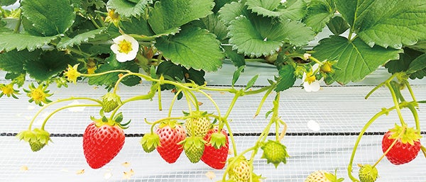ウキウキ 新春イチゴ狩り 22年最新 愛媛のいちご狩り観光農園をご紹介 特集 リビングえひめweb