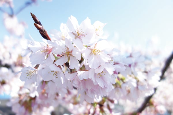 神奈川県 早咲きの 玉縄桜 が見頃に 日比谷花壇大船フラワーセンター リビング横浜web