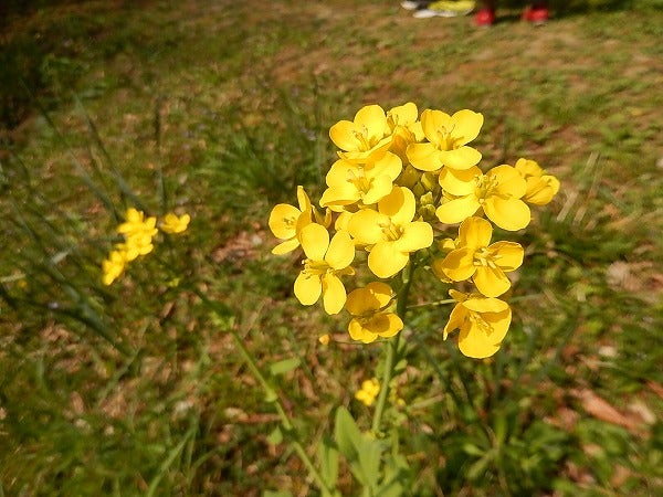センター南 都筑中央公園に咲く春の花の観察会 リビング田園都市web