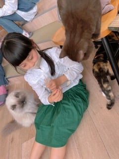 10分2円から利用可 予約不要 猫カフェmocha 原宿 リビングメイト おでかけ 休む事よりアクティブに 毎日全力全力 リビングメイト リビングくらしナビ
