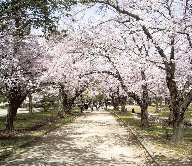 春到来！ 宝塚・川西・伊丹・尼崎の桜スポット8選 | リビング神戸