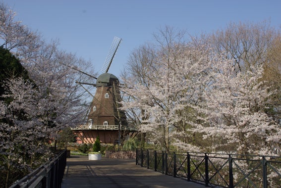 イベント ふなばしアンデルセン公園 約800本の桜が満開に リビング千葉web