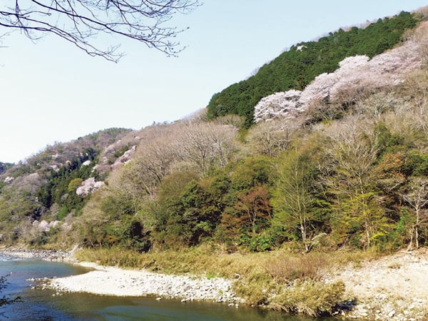 春到来！ 宝塚・川西・伊丹・尼崎の桜スポット8選 | リビング神戸