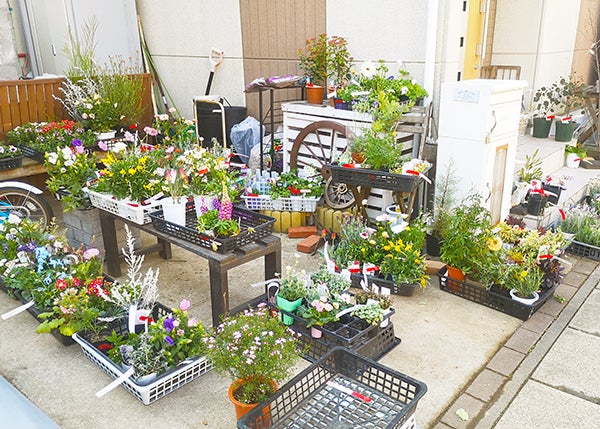 流山おおたかの森の無人花屋 クリザンテーム でおうちの庭を春色に リビングかしわweb