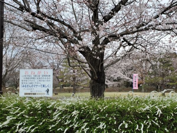 真岡市】二宮尊徳さんゆかりの地でお花見！！「桜町史跡公園」の桜