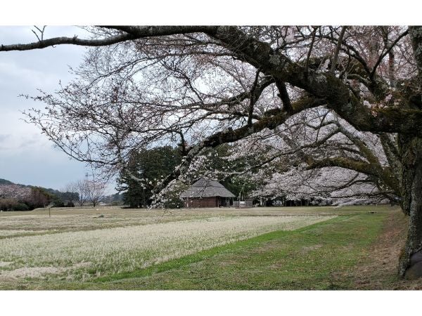 真岡市】二宮尊徳さんゆかりの地でお花見！！「桜町史跡公園」の桜