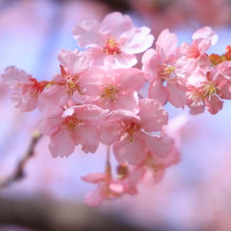 人気の横浜エリアで楽しむ お花見 桜スイーツ リビング横浜web 人気の横浜エリアで楽しむ お花見 桜スイーツ リビング横浜web