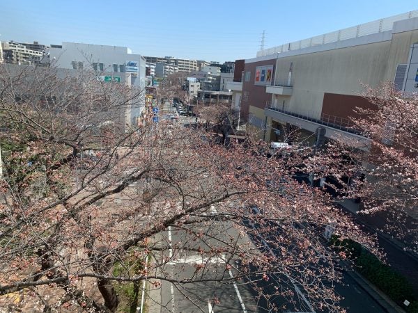 ぐるーっと華やか 美しが丘公園の桜のライトアップとたまプラーザ駅前桜並木 リビング田園都市web