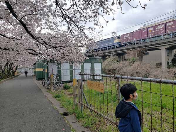 流山 電車 サクラの春さんぽ 流鉄流山線 リビングかしわweb