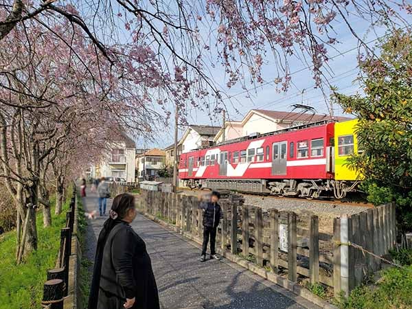 流山 電車 サクラの春さんぽ 流鉄流山線 リビングかしわweb
