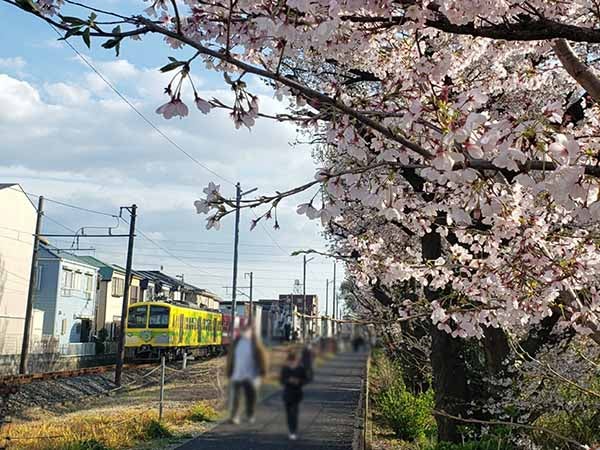 流山 電車 サクラの春さんぽ 流鉄流山線 リビングかしわweb