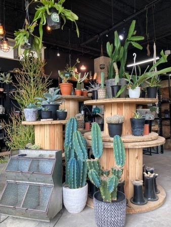 豊中 最終的にサボテン 強烈なネーミングの看板を掲げるお店を直撃してみた リビング北摂web