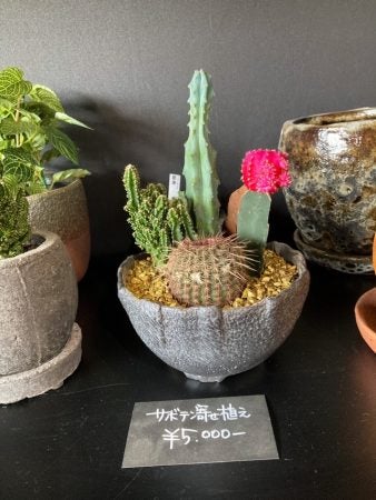 豊中 最終的にサボテン 強烈なネーミングの看板を掲げるお店を直撃してみた リビング北摂web
