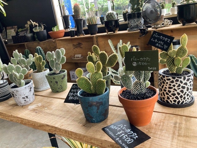 豊中 最終的にサボテン 強烈なネーミングの看板を掲げるお店を直撃してみた リビング北摂web