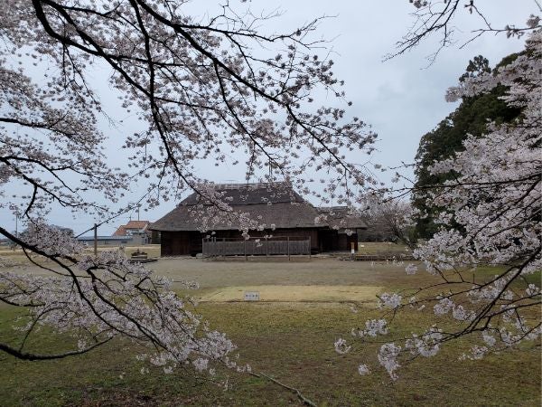 真岡市】二宮尊徳さんゆかりの地でお花見！！「桜町史跡公園」の桜