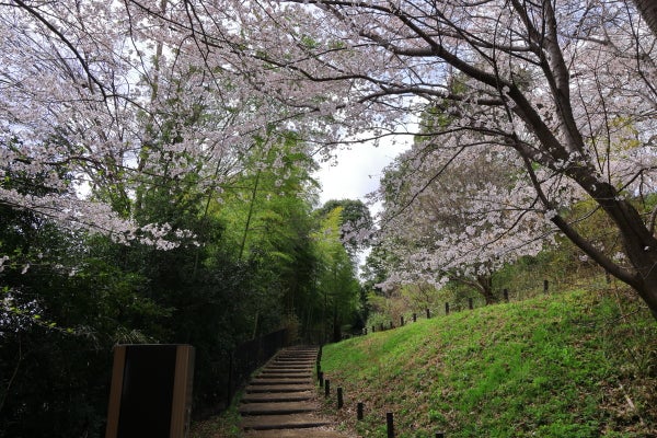 センター南】ほんとうは秘密にしたいお花見の穴場公園