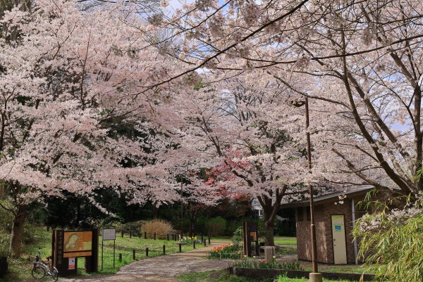 お花見 センター南】ほんとうは秘密にしたいお花見の穴場公園
