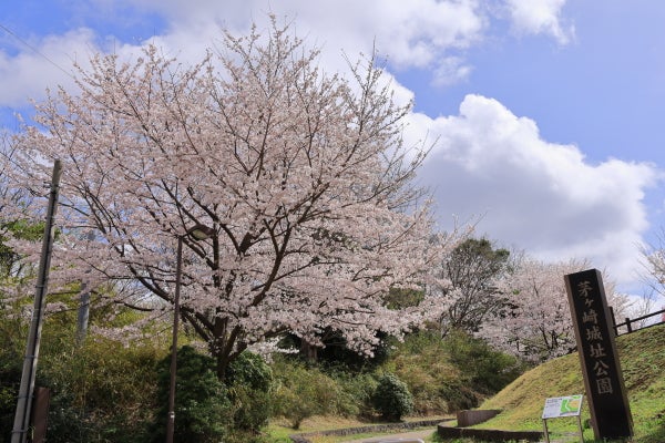 センター南】ほんとうは秘密にしたいお花見の穴場公園