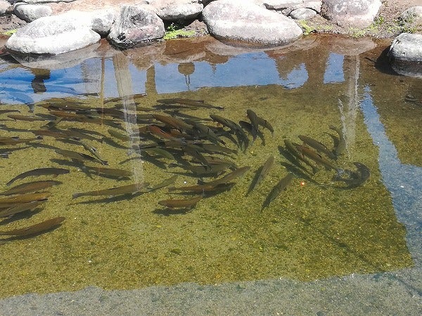 鹿沼 栃木で生まれたヤシオマスを釣ってすぐ刺身 塩焼きに 古戸中養魚場 ことちゅうようぎょじょう リビング栃木web