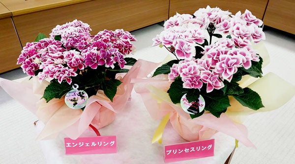 栃木県 開発！とちぎの アジサイ | リビング栃木Web