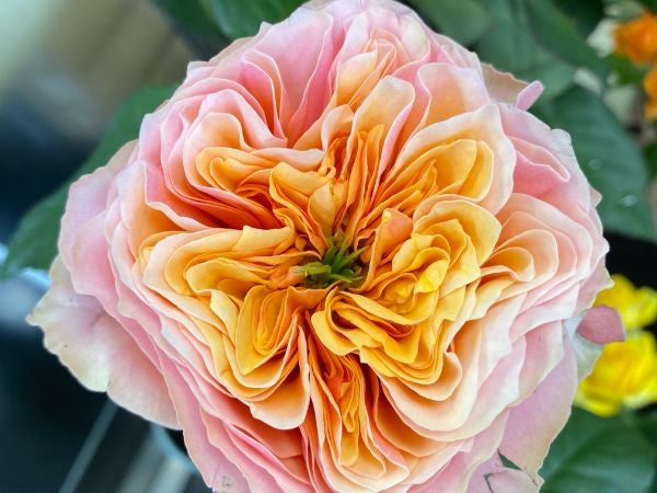 宮城県内最大級のバラ農園直売所でバラを買ってみた【名取 梶農園