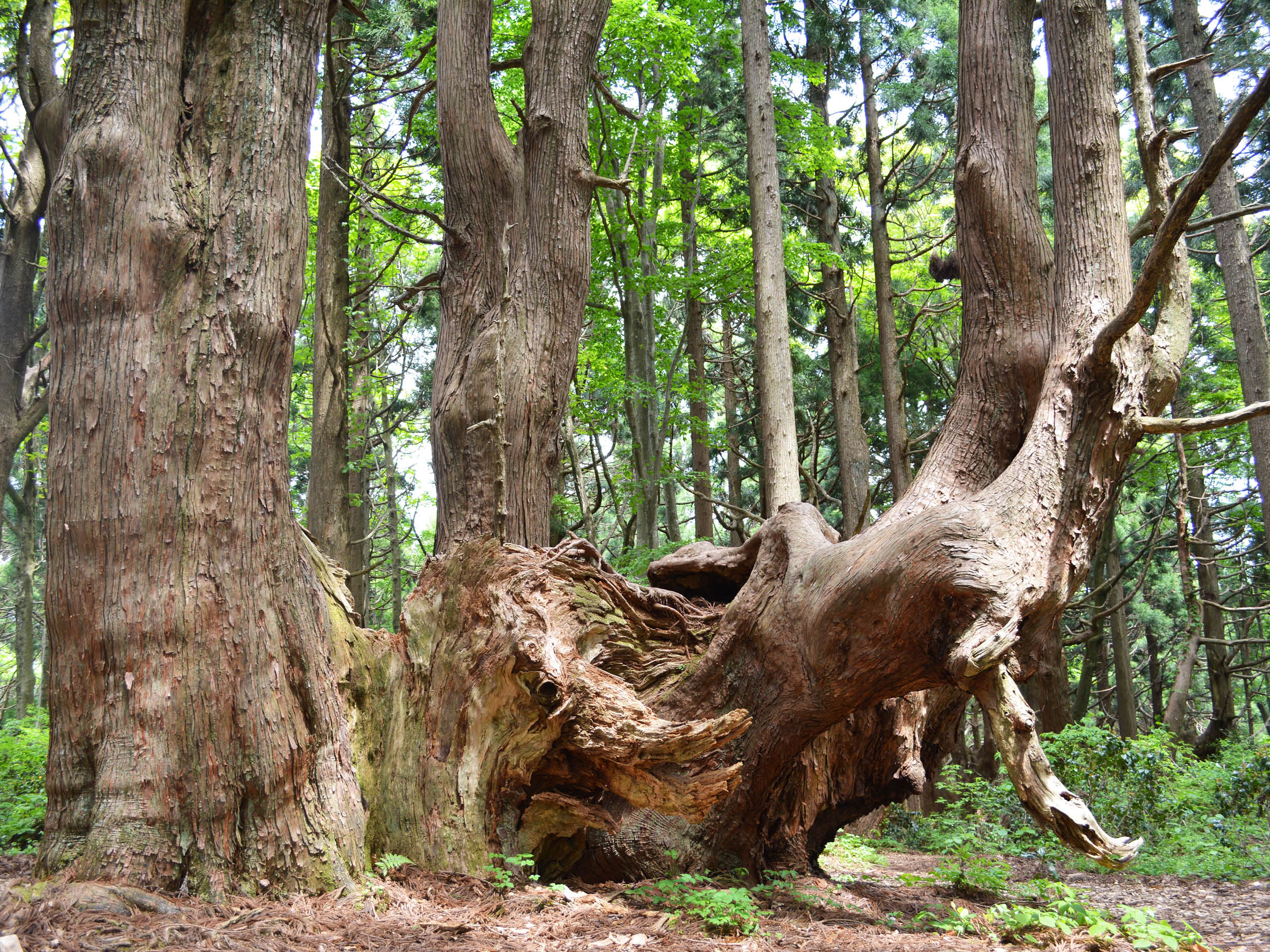 山形・最上】で出合った巨木の群生地「幻想の森」と美味しすぎる