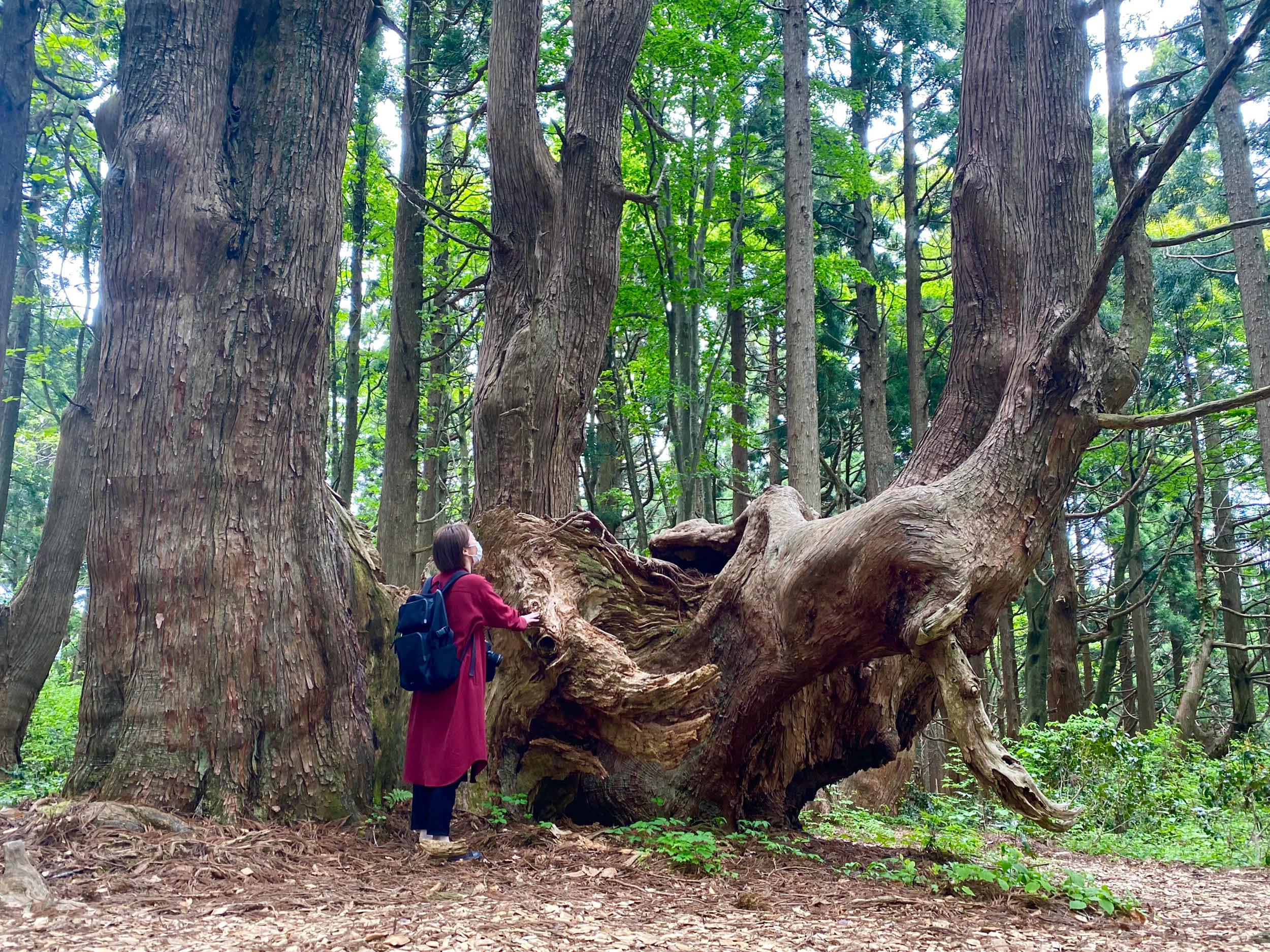 山形・最上】で出合った巨木の群生地「幻想の森」と美味しすぎる