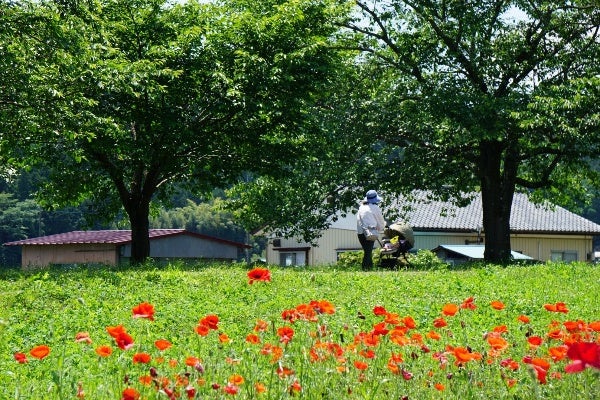 さくら市 初夏に行きたい 無料で楽しめる 喜連川ポピー畑 リビング栃木web