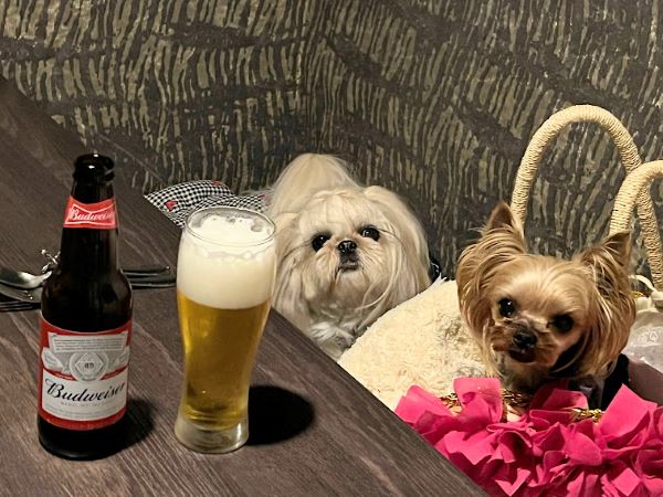アナム本格インド料理 銀座店 の個室で愛犬とカレーランチ リビング東京web
