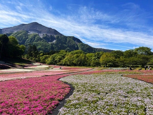 一度は行きたい絶景 羊山公園の芝桜散策と浦山ダム登り 行列必至の名物丼も 秩父 リビング埼玉web