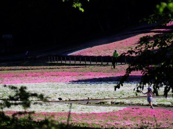 一度は行きたい絶景 羊山公園の芝桜散策と浦山ダム登り 行列必至の名物丼も 秩父 リビング埼玉web