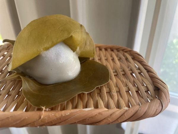 中区幟町】その日出来立てのとろけるようなかしわ餅「泉屋 幟町店