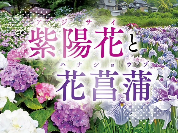 梅雨時期を鮮やかに彩る、紫陽花と花菖蒲の見頃を旅して｜特集