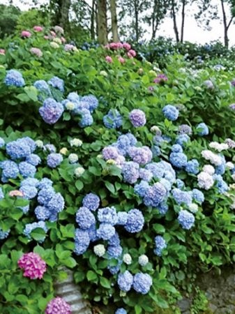 梅雨時期を鮮やかに彩る、紫陽花と花菖蒲の見頃を旅して｜特集