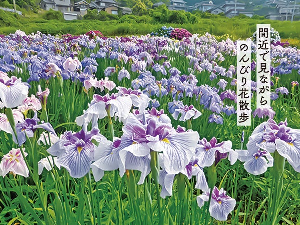 梅雨時期を鮮やかに彩る、紫陽花と花菖蒲の見頃を旅して｜特集