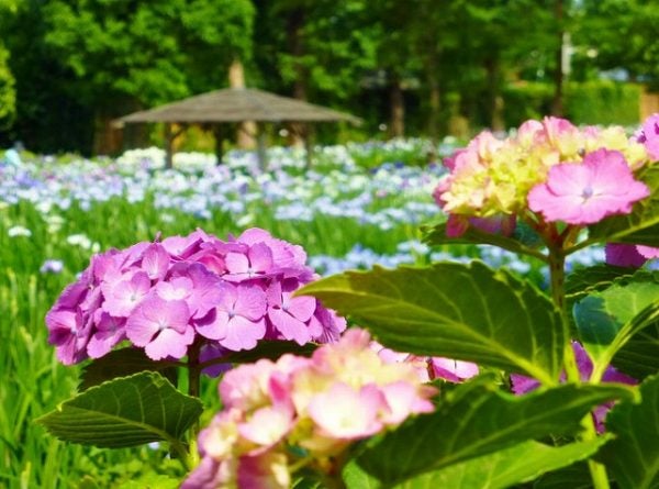 さいたま市見沼区 菖蒲やアジサイが咲く 染谷花しょうぶ園 開園中 リビング埼玉web