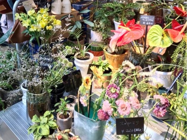 柏の葉の Grun グリューン は100 植物由来のスムージーと700種の観葉植物が魅力 リビングかしわweb
