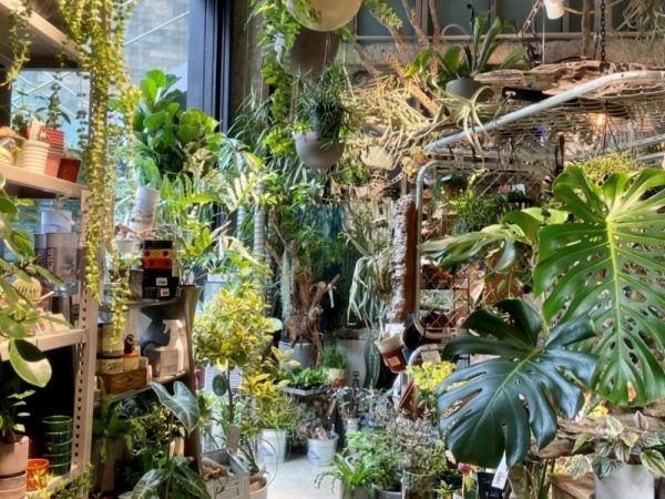 柏の葉の Grun グリューン は100 植物由来のスムージーと700種の観葉植物が魅力 リビングかしわweb
