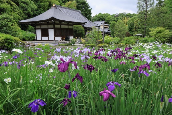 センター南 ハナショウブが見頃です 花のお寺正覚寺 Madame ｍのcamera リビング田園都市web