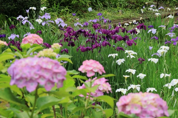 センター南 ハナショウブが見頃です 花のお寺正覚寺 Madame ｍのcamera リビング田園都市web