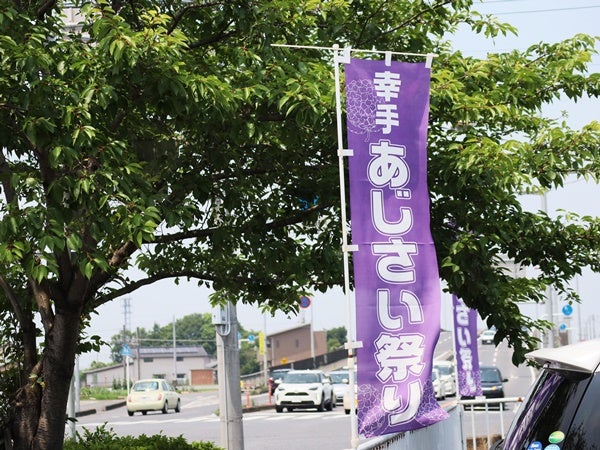 幸手権現堂 あじさい祭り 色とりどりの紫陽花とアナベルの白い絨毯 今年の見頃は リビング埼玉web