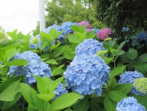 元町 中華街 横浜でも紫陽花を楽しめる 山下公園 山下公園通り リビング横浜web