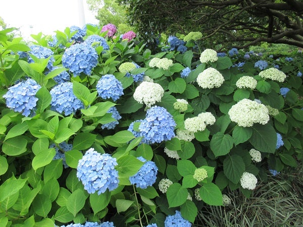 元町 中華街 横浜でも紫陽花を楽しめる 山下公園 山下公園通り リビング横浜web